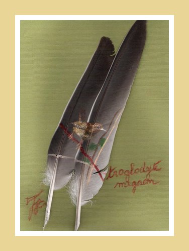 Plume 03